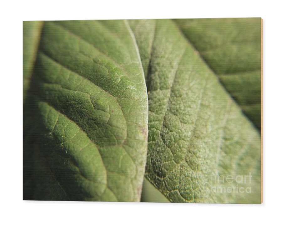 Elevate your decor with the captivating beauty of this Vibrant Green Leaf Macro Photography, Discover the Beauty of Nature Wood Print. Immerse yourself in the intricate details and vivid colors of nature's artistry. Bring the freshness of the outdoors into your space with this stunning wood print from FineArtAmerica. 