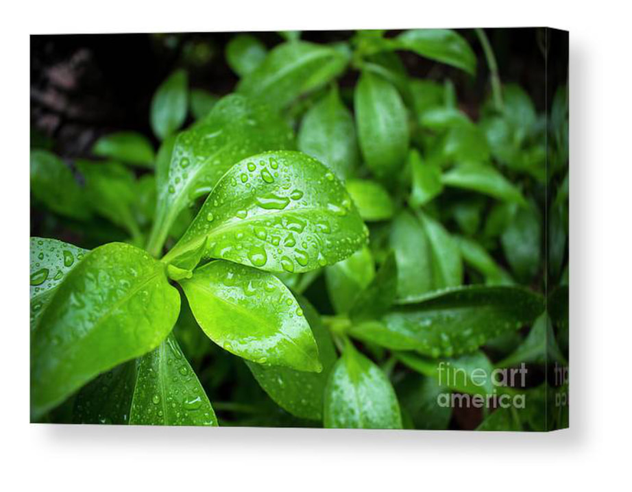 Canvas print of 'Nature's Jewels: Vibrant Green Leaves Drenched in Sparkling Dew' - A mesmerising depiction of lush green leaves adorned with glistening droplets, capturing the enchanting beauty of nature in exquisite detail from Fine Art America.