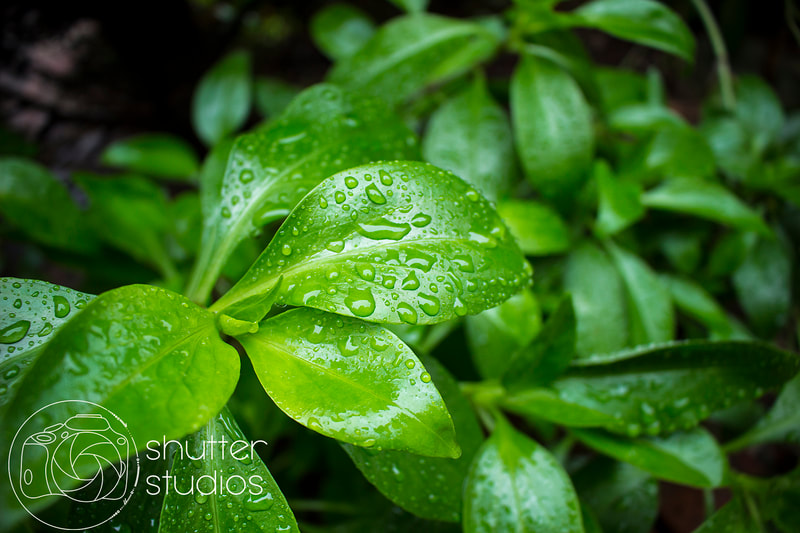 Green leaves with vibrant water droplets - Stunning close-up rainforest nature photography of bright green foliage and rainfall captured through close up photography.
